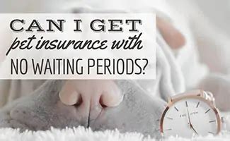 pet insurance shortest waiting period.